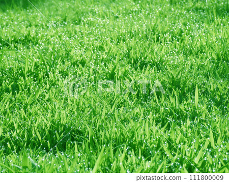 A photo of a refreshing meadow glistening with morning dew on a summer morning A photo of a refreshing meadow glistening with morning dew on a summer morning 111800009