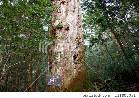 Yakushima Shiratani Unsuikyo Seven Cedar Yakushima Shiratani Unsuikyo Seven Cedar 111800051