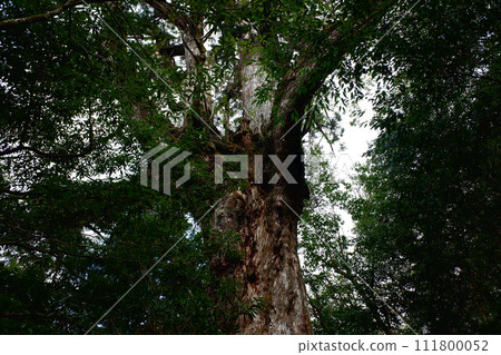 Yakushima Shiratani Unsuikyo Seven Cedar Yakushima Shiratani Unsuikyo Seven Cedar 111800052