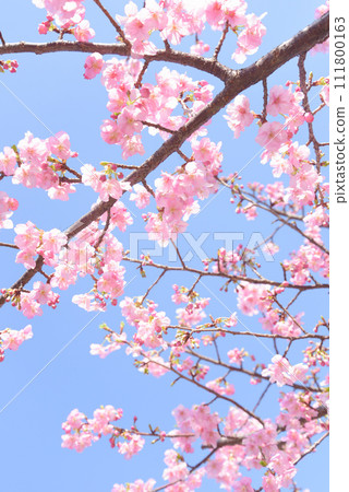 Kawazu cherry blossoms in full bloom 111800163