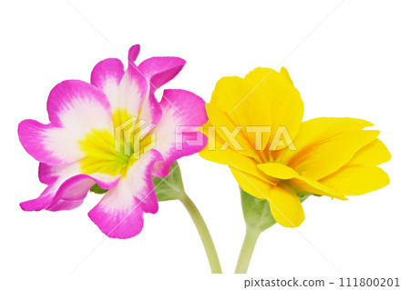 [Primula Julian] (depth composition) 111800201