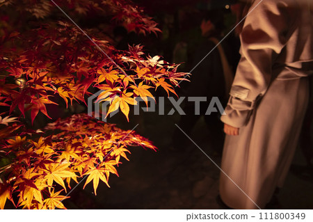 Autumn leaves illuminated in Kyoto 111800349