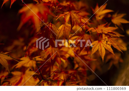 Autumn leaves illuminated in Kyoto Autumn leaves illuminated in Kyoto 111800369