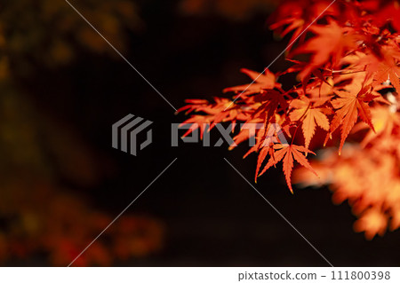 Autumn leaves illuminated in Kyoto Autumn leaves illuminated in Kyoto 111800398