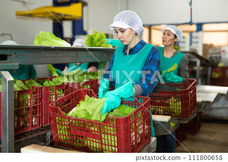 Positive woman working at vegetable warehouse, checking lettuce in boxes before storage or delivery to stores Positive woman working at vegetable warehouse, checking lettuce in boxes before storage or delivery to stores 111800658