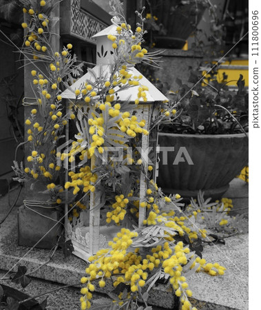 街角時尚含羞草室內裝飾,國際婦女節,部分顏色,垂直構圖 街角時尚含羞草室內裝飾,國際婦女節,部分顏色,垂直構圖 111800696