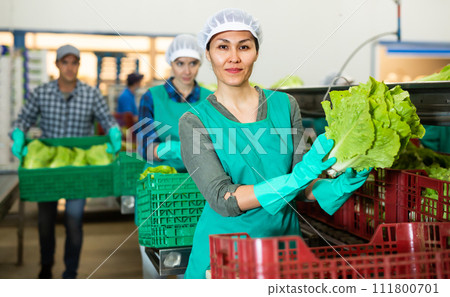 Female vegetable factory worker demonstrating ripe lettuce while sorting 111800701