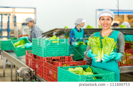 Smiling woman vegetable factory worker with lettuce Smiling woman vegetable factory worker with lettuce 111800753