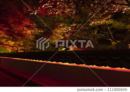 Autumn leaves illuminated in Kyoto Autumn leaves illuminated in Kyoto 111800849