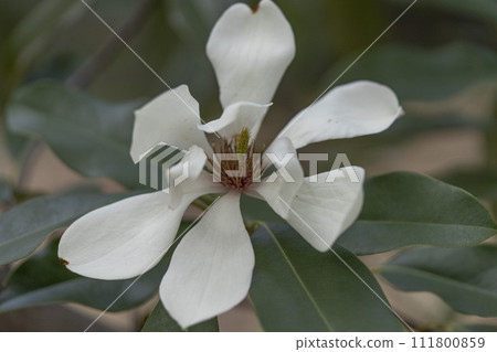 黃額靈芝，其花與白玉蘭相似。 111800859