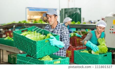 Man working on sorting line at vegetable warehouse, stacking boxes with selected lettuce Man working on sorting line at vegetable warehouse, stacking boxes with selected lettuce 111801327