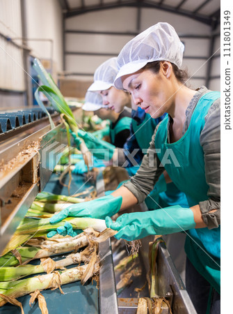 Woman sorting leeks and checking quality on conveyor belt at vegetable factory 111801349