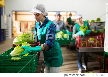Female employee of sorting factory packing lettuce into boxes Female employee of sorting factory packing lettuce into boxes 111801366