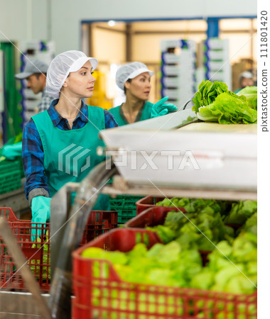 Young female employee working on lettuce sorting line at factory Young female employee working on lettuce sorting line at factory 111801420