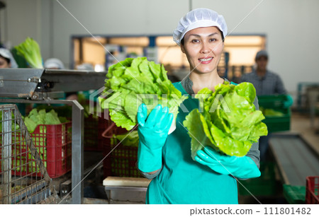 Portrait of positive woman vegetable factory worker with lettuce Portrait of positive woman vegetable factory worker with lettuce 111801482