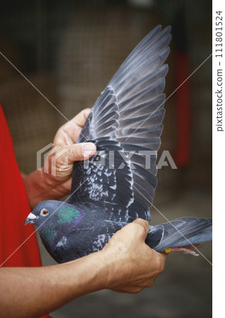 homing pigeon fancier showing wing of speed racing pigeon at home loft 111801524