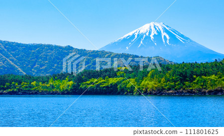 Mt. Fuji seen from Lake Saiko (May) 111801625