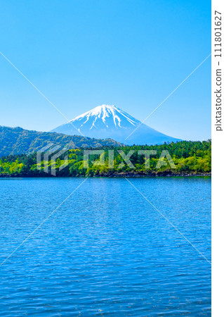 Mt. Fuji seen from Lake Saiko (May) 111801627