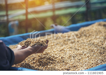 Close up Hand with Raw coffee beans heap dry green seed. Farmer's hands selected waste rod unroasted grain in eco farm. Arabica farm plant coffee bean agriculture objects. Sun dried Fresh black coffee Close up Hand with Raw coffee beans heap dry green seed. Farmer's hands selected waste rod unroasted grain in eco farm. Arabica farm plant coffee bean agriculture objects. Sun dried Fresh black coffee 111801905