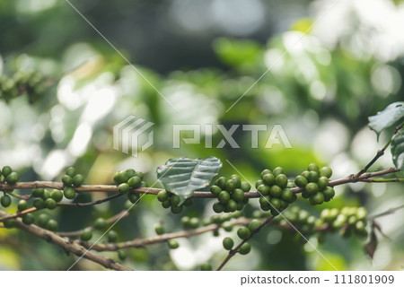 Close up Green seed berries harvest arabica coffee garden. Green coffee bean berry plant fresh raw seed coffee tree growth in eco organic farm. Fresh coffee bean green leaf bush ecology berry plant 111801909