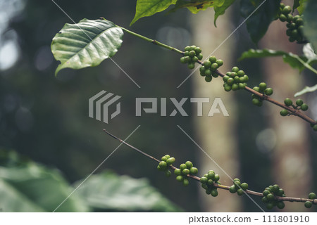 Green coffee bean berry plant fresh raw seed coffee tree growth in eco organic farm. Close up Green seed berries harvest arabica coffee garden. Fresh coffee bean green leaf bush ecology berry plant 111801910
