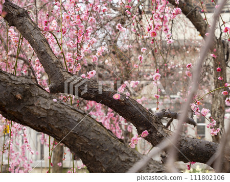 Weeping plum in full bloom Weeping plum in full bloom 111802106