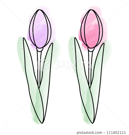 Set of 2 tulips in watercolor manner. Design elements for springtime greetings or cards. Isolate Set of 2 tulips in watercolor manner. Design elements for springtime greetings or cards. Isolate 111802121