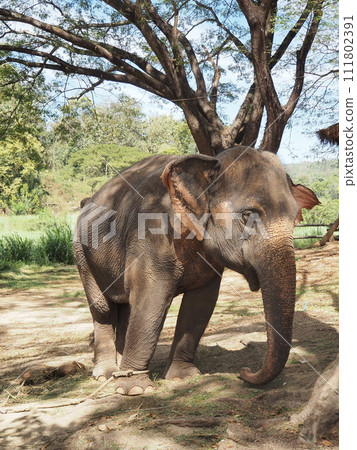 Asian elephant 111802391