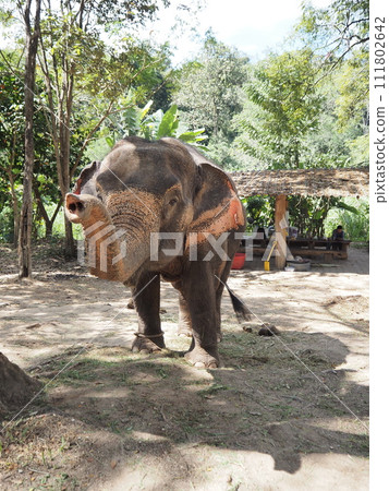 Elephant in Thailand 111802642