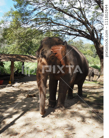 Elephant in Thailand 111802644
