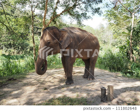 Elephant in Thailand 111802648