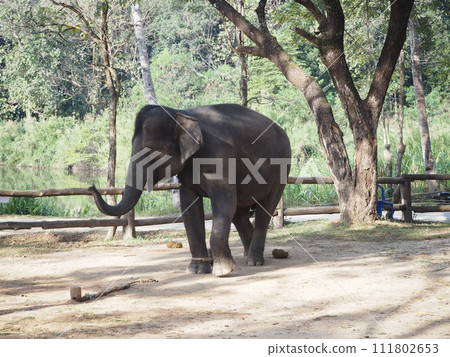 Elephant in Thailand Elephant in Thailand 111802653