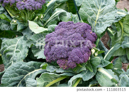 cauliflower violet queen 111803515