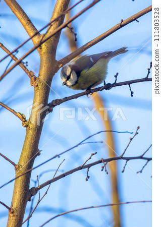 Blue Tit Perched on a Bare Branch 111803528