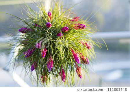 空氣鳳梨空氣植物球體 111803548