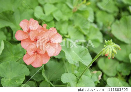 Orange geranium flowers in a summer garden. 111803705