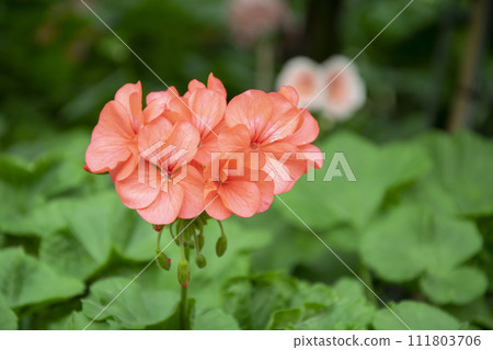 Orange geranium flowers in a summer garden. 111803706