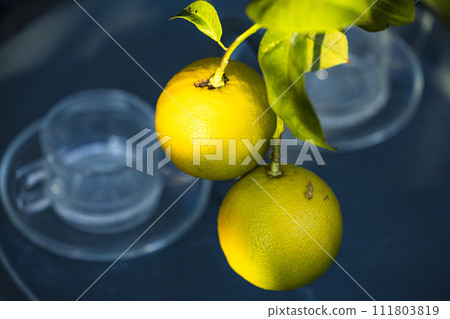 結果的柑橘樹和玻璃 111803819