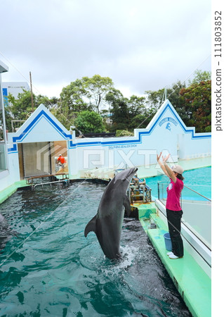 Fish in aquarium in Tokyo, Japan 111803852