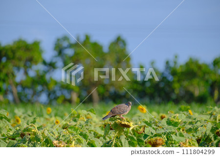 Miyakojima midsummer sunflower field pigeon Miyakojima midsummer sunflower field pigeon 111804299
