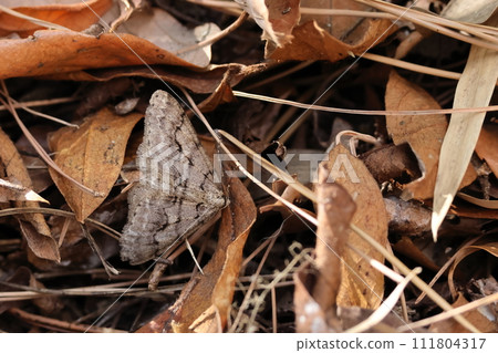 Creatures Insects Hirobafuyedashaku, a relative of Fuyushaku. Males have wings, wide triangular shape about 4 cm wide. 111804317