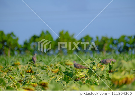 Midsummer sunflower field pigeon 111804360