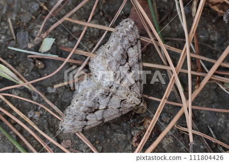 Creatures Insects Hirobafu Yuedashaku, in a wooded area in mid-February. Only males have wings that allow them to fly 111804426