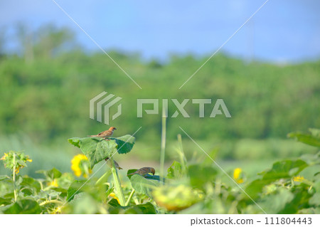 仲夏向日葵田麻雀 仲夏向日葵田麻雀 111804443