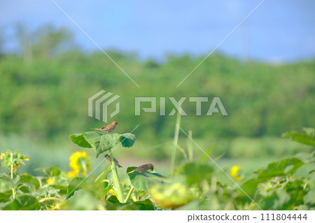 仲夏向日葵田麻雀 仲夏向日葵田麻雀 111804444