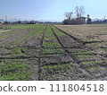 Farmland spread out among fields 111804518