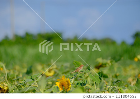 Midsummer sunflower field and sparrows Miyakojima Okinawa Prefecture Midsummer sunflower field and sparrows Miyakojima Okinawa Prefecture 111804552