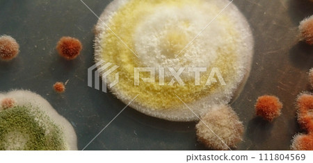 食物上生長的黴菌菌落 111804569