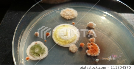 Colonies growing on dry matter Colonies growing on dry matter 111804570