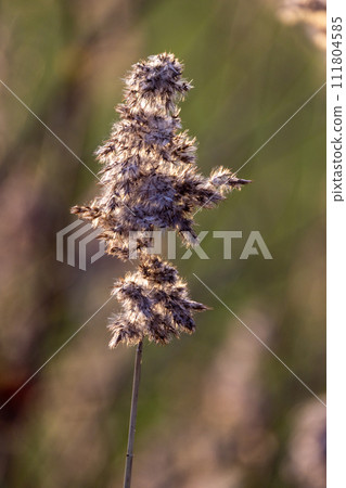 Detailed Common Reed Seed Head Close-up Detailed Common Reed Seed Head Close-up 111804585